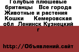 Голубые плюшевые британцы - Все города Животные и растения » Кошки   . Кемеровская обл.,Ленинск-Кузнецкий г.